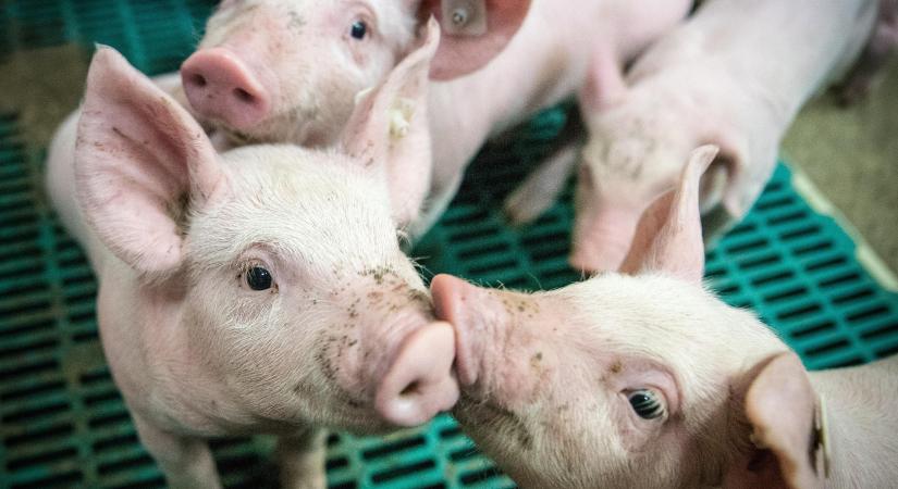 Dánia átalakítaná a sertéságazatát az agrárminisztériuma megszűnése után