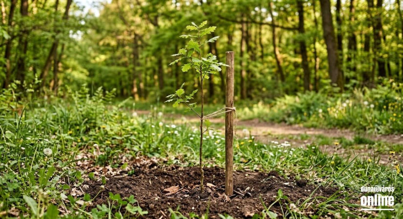 Több mint 12 millió facsemete ültetésével zárulhat 2030-ban az Országfásítási Program