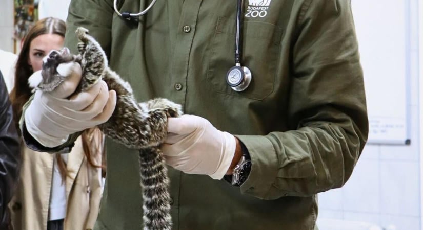 Nem bír leállni? Tigris után selyemmajommal bukott le a tiszafüredi férfi