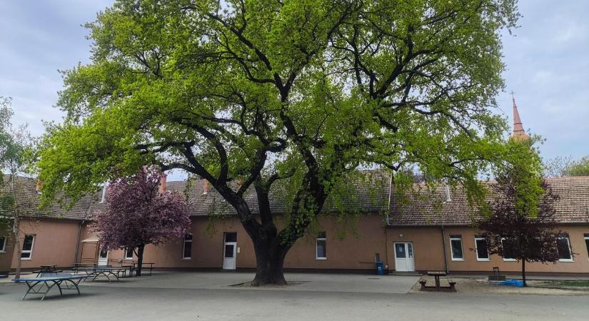 Az Év Fája már megvan, de Tolna vármegyének is van mire büszkének lennie