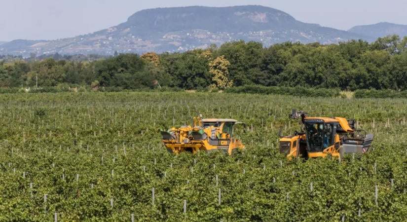 Csabagyöngyével indult a szüret a Dél-Balatonon