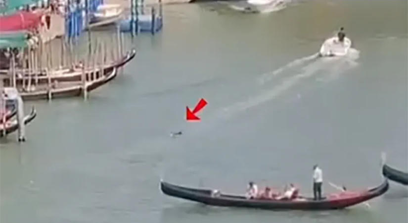 Delfint láttak Velencében, a Canal Grandén