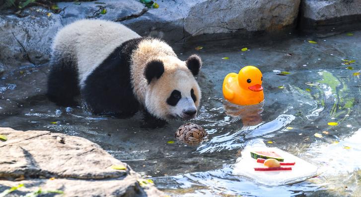Medencébe költöztek a pandák, így hűsölnek az állatkert sztárjai