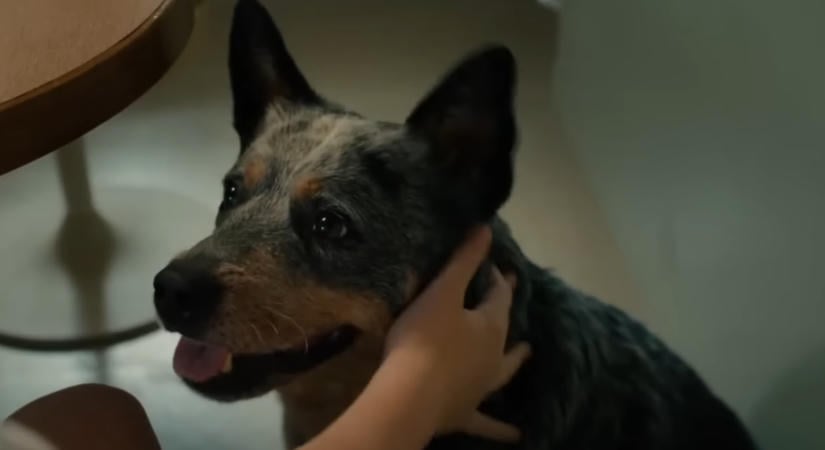 Szétoltották Az Oak Street vége promóciós MI-videóját, amiben a film kutyasztárja humorizál inkább kevesebb, mint több sikerrel