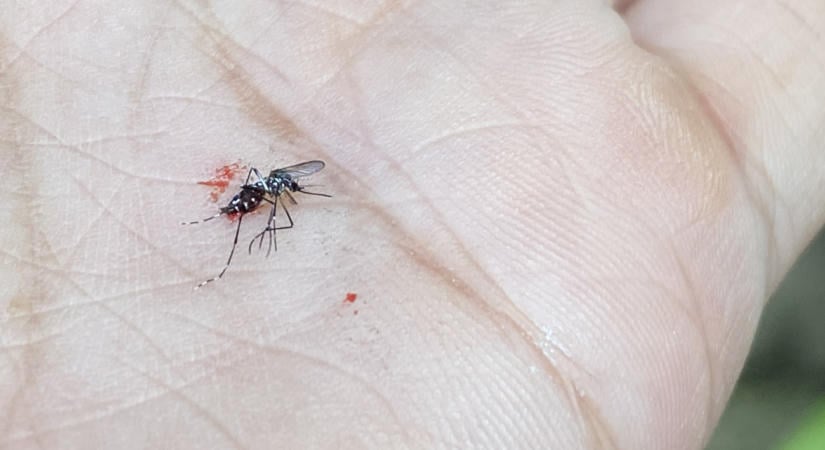 Fenyegető hír jött a szúnyogokról, jobban bírják a meleget, mint gondoltuk