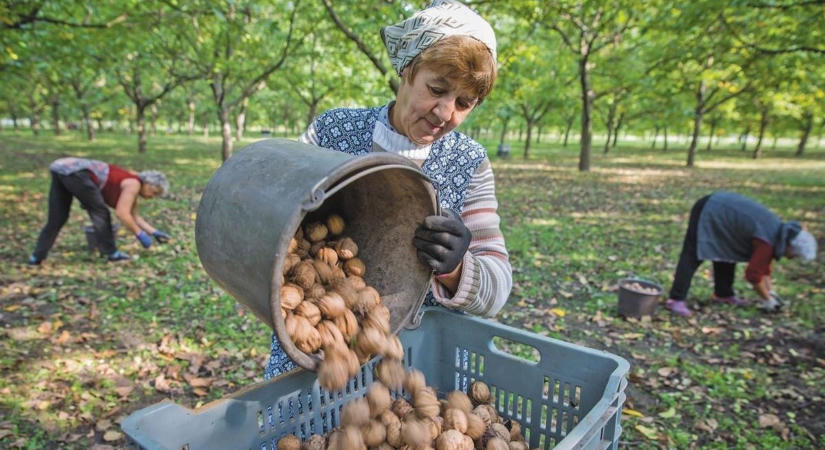 Ebből még bejgli is lesz? Váratlan fordulat a Tolna megyei diófákon