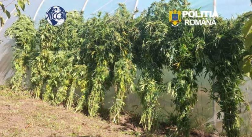 Kannabiszültetvényre csaptak le a rendőrök Sepsiszentgyörgyön: előzetesbe kerülhet a 62 éves díler