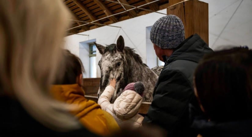 Ünnepeld az állatok világnapját a lovak bakonyi paradicsomában, remek ingyenes programon! (galéria)