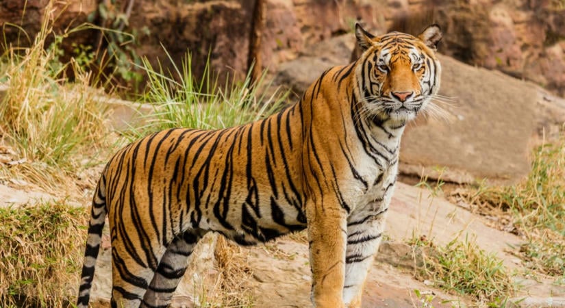 Gyerekszínészt ölt meg az állatkerti tigris