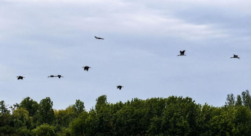 Ilyet ritkán látni: 18 fekete gólya lepte meg a természetőröket Hevesben