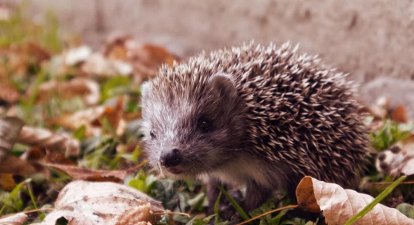 Ne takaríts túl alaposan ősszel: valaki éppen a levelek között készül telelni