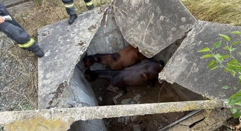 Négy méter mély aknába esett két ló a Dunántúlon