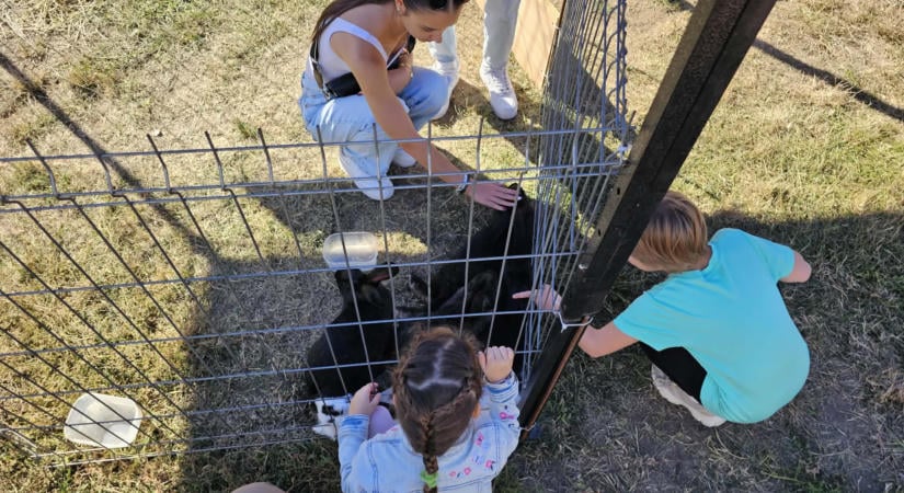 Nyuszisimogató és nyúlfőzőverseny várta a józsaiakat a Tócó Pikniken