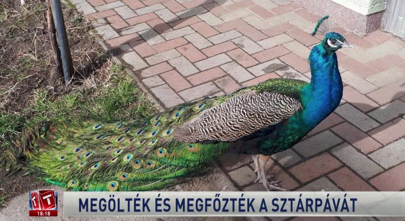 Megölték és megfőzték a sztárpávát