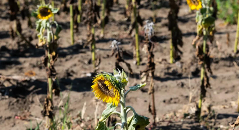 Az aszály fékezte, a szolgáltatások és az ipar viszont megnyomták a GDP-növekedést