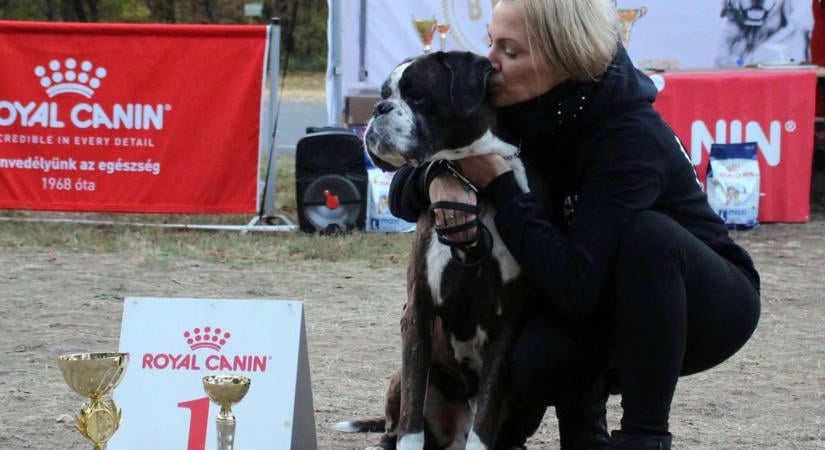 Gyönyörű boxerek lepték el a kastélyparkot Fejérben, de egy megható pillanat vitte a prímet