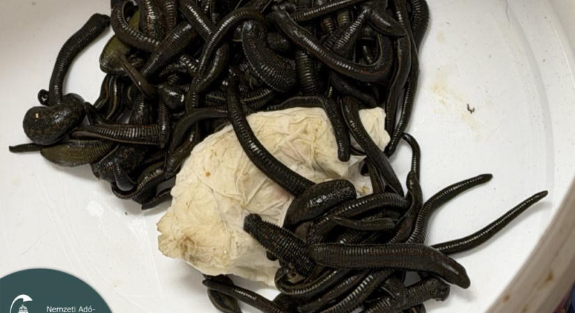 Több ezer piócát akart gyümölcsök között becsempészni az országba