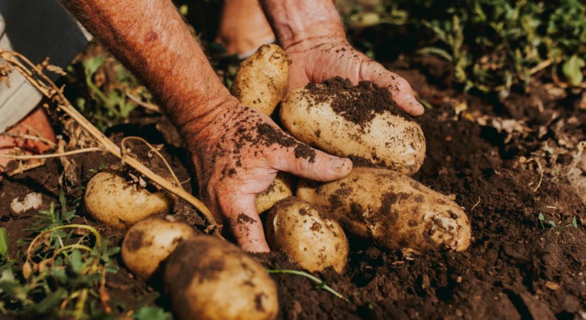 Finnországban rájöttek arra, amit a magyar gazdák már régóta sejtenek