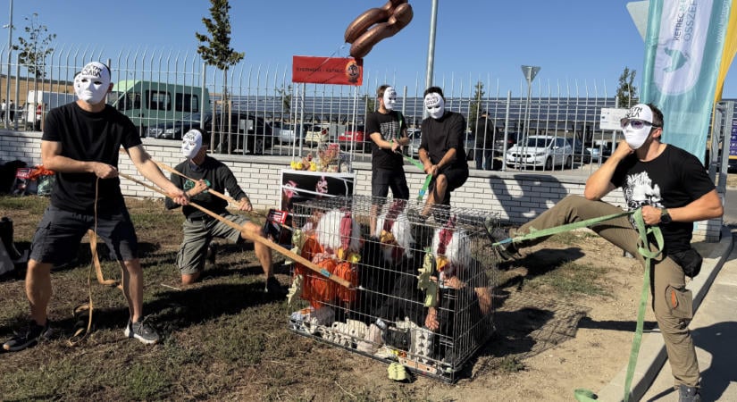 Szülinapozik a Gyermelyi, állatvédők pedig a tyúkok ketreces tartása miatt tüntettek