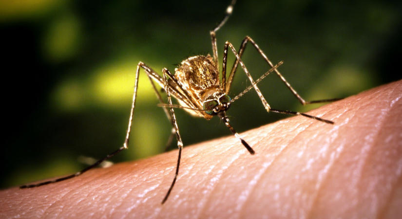 Északra tolódik a chikungunya-láz, Közép-Európa az egyik legveszélyeztetettebb régió