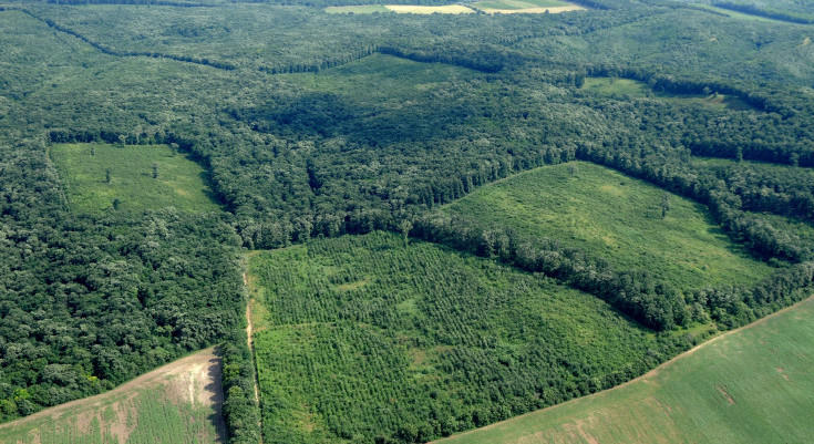 Veszélyben a kőrisek: újabb megyében bukkant fel a fákat pusztító bogár