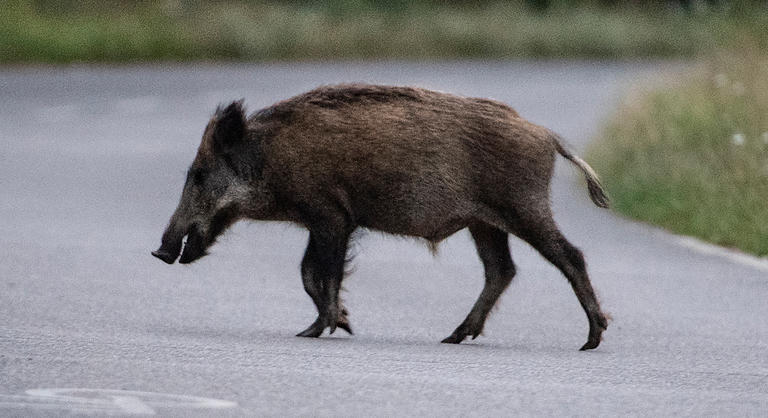 Kiderült, hogyan jutott el a vaddisznó szombaton a Kossuth térre