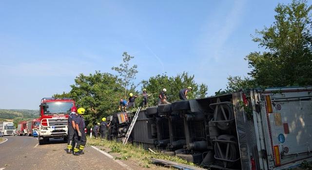 Felborult egy sertéseket szállító kamion, sok állat elpusztult
