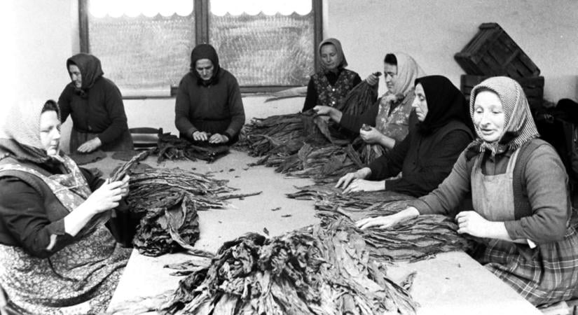 Illatos levelek és rekordok: így dolgoztak a somogyiak egykor a dohányföldeken és a TSZ-pajtákban – GALÉRIA