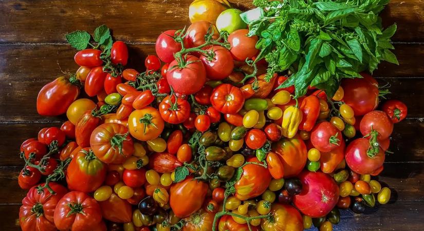 Költözésre kényszerül a híres szentesi paradicsomkert
