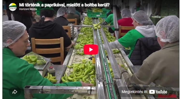 Így jut el a szentesi paprika a boltok polcaira – videó