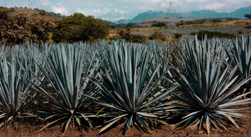 A mezcal titka a talajban rejlik? Új kutatások árnyalják a képet