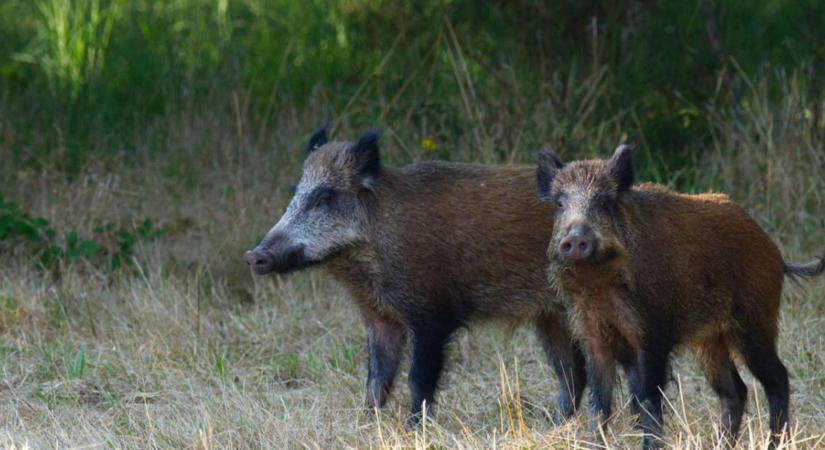 Afrikai sertéspestis és vaddisznó: mire figyeljen a vadász és a gazdálkodó ősszel?