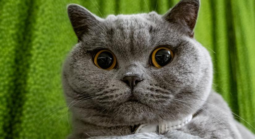 Így tisztítsd a macska fülét: a mikor, hogyan és mivel kérdésre is válaszolunk