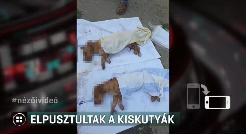 Elpusztultak a kiskutyák, mert nem vettek buszjegyet nekik