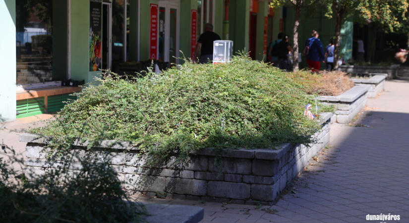 Közösségi körzetszépítésre hív a képviselő