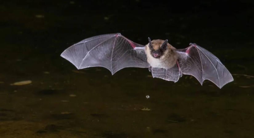 Ősi denevérfogak árulták el, honnan érkezhettek Európa mai denevéreinek ősei