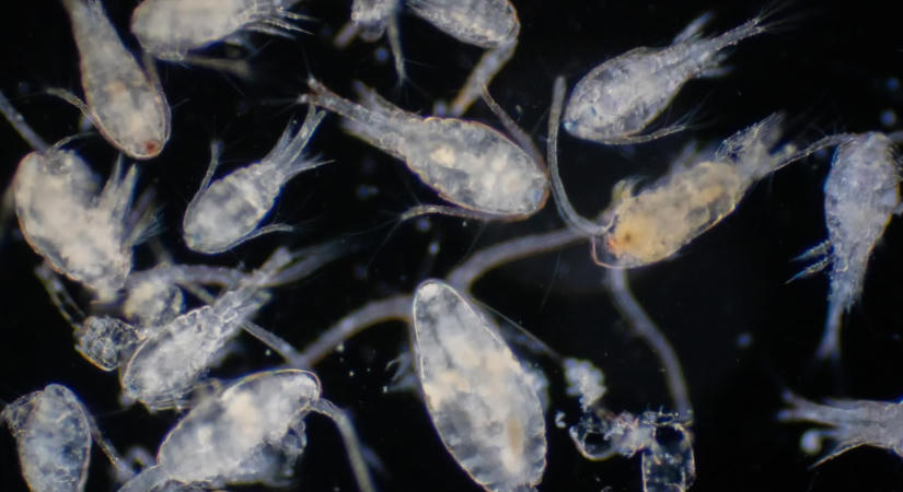 Milliárdnyi apró lakót rejt az óceánok mélye, a titkos éjszakai életük kulcsszerepet játszik a Föld éghajlatának szabályozásában