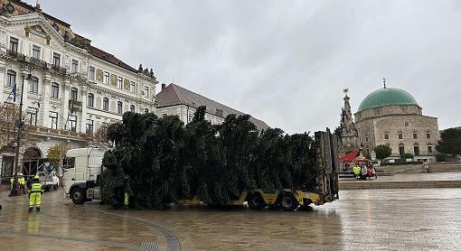 Idén is keresik Pécs karácsonyfáit