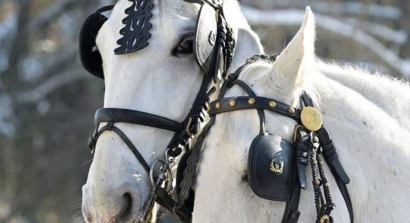 Lipicai lovak – kiderült, ki keverte botrányba a brit királyi családot Nelson és Iveco miatt