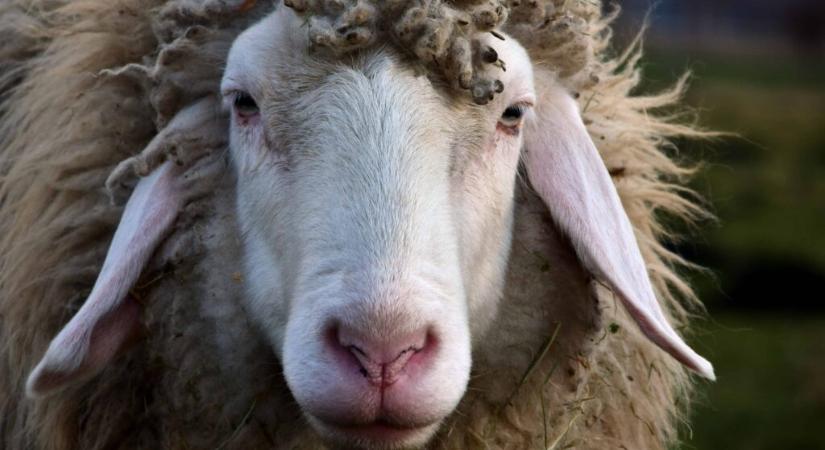 Jó piaci kilátások, szerkezeti gondok a kiskérődző ágazatban