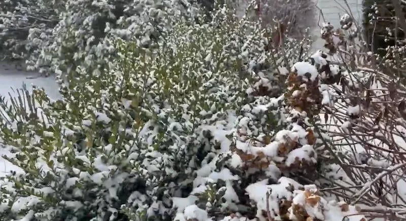 Meglepő módon ez a 10 cserepes növény télen is a szabadban maradhat