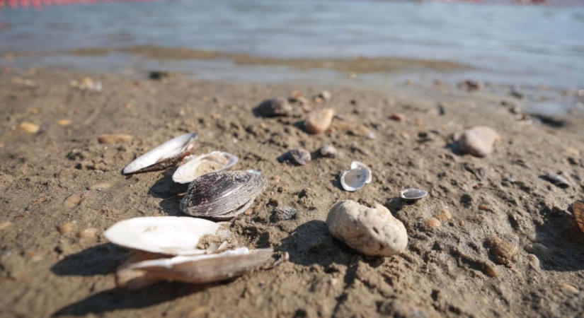 Nem minden kagyló kerülhet a zsebünkbe: ezt kockáztatjuk, ha a Tiszából gyűjtünk szuvenírt
