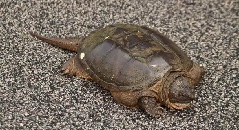 Agresszív ragadozót találtak a Balatonban, ez már a harmadik példány