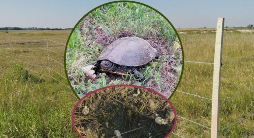 Szokatlan módszerrel óvják a mocsári teknősök tojásait a Balaton közelében