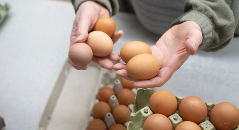 Súlyos ára lehet a ketreces tartás felszámolásának: csaknem kétszer nagyobb az ökotojás klímalábnyoma