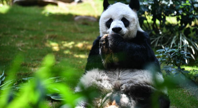 Pandadiplomácia: Elindult a két kínai óriáspanda Atlantába, amiket Hszi Csin-ping adott kölcsön az állatkertnek