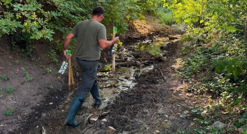 Biztatóak az első eredmények: egyre kevesebb vaddisznó jelenik meg Balatonalmádiban