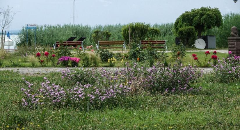 Virágszigetek szolgálják a beporzók védelmét Alsóörsön (galéria  videó)