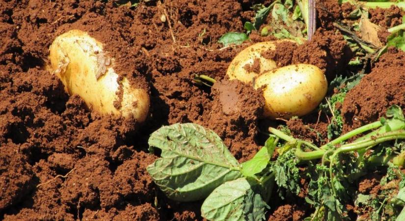 A burgonya felszedésének időzítése sokkal fontosabb, mint gondolnád - ezen a termés is múlhat
