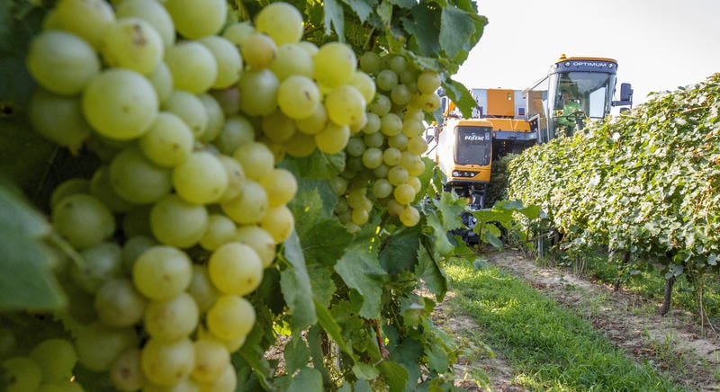 Elindult a szüret a Dél-Balatonon